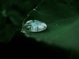 dewdrop1