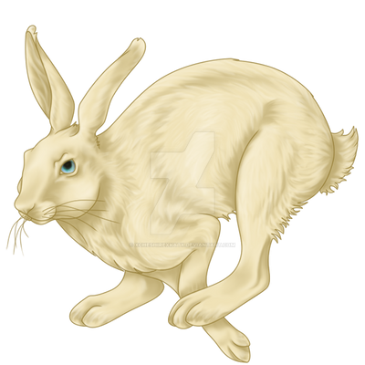 Ax Rabbit Deviantart Rabbit by xCheshirexKatx on DeviantArt