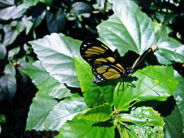 Borboleta a luz do Sol