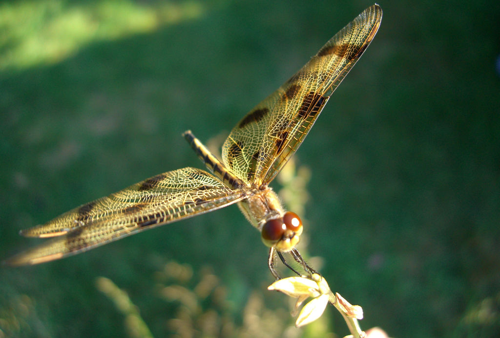 The Leopard Dragonfly by classifyed2002 on DeviantArt
