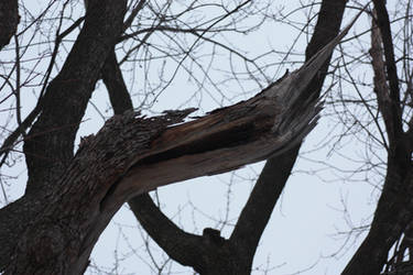 Winter Picture 2 - Tree Damage