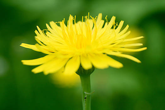 Le jaune.