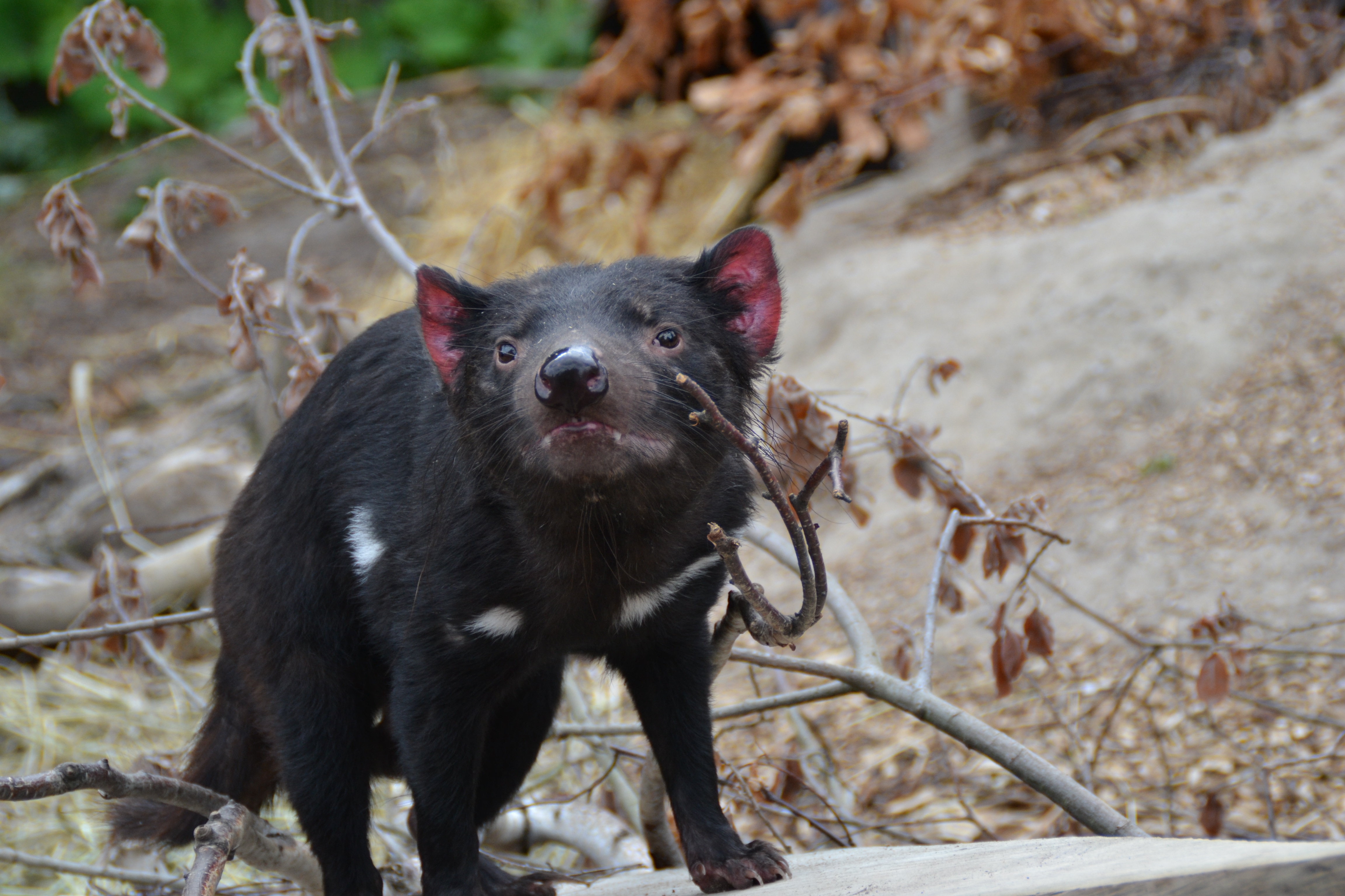 Tasmanian Devil - The look