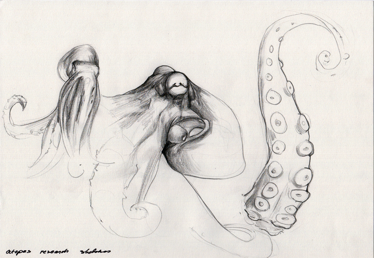 octopus sketches