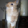 bunny in a cup
