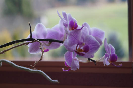 Orchids of Spring