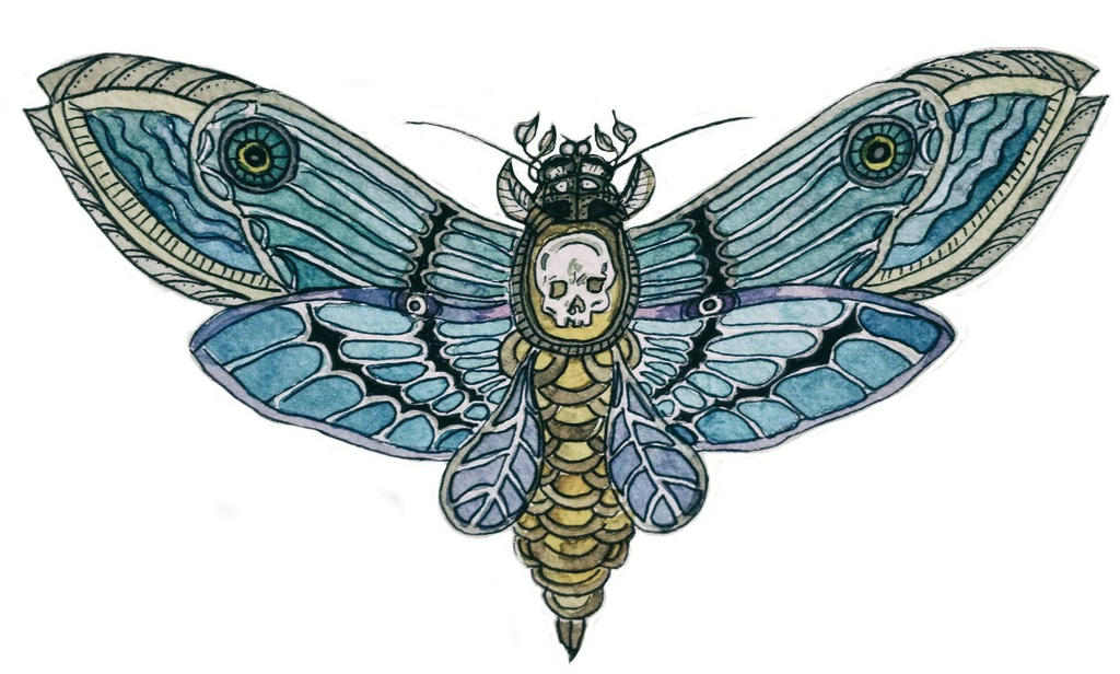 Moth With Skull Pattern death's head hawkmoth by Poltara on DeviantArt