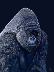 Gorilla