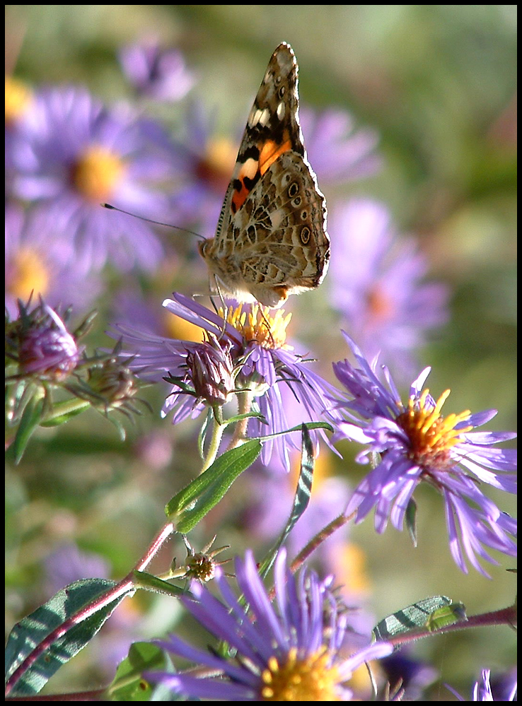 Pretty Moth on Purple Asters