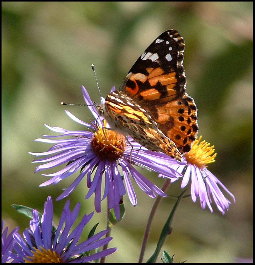 Pretty Moth on Purple Asters 2