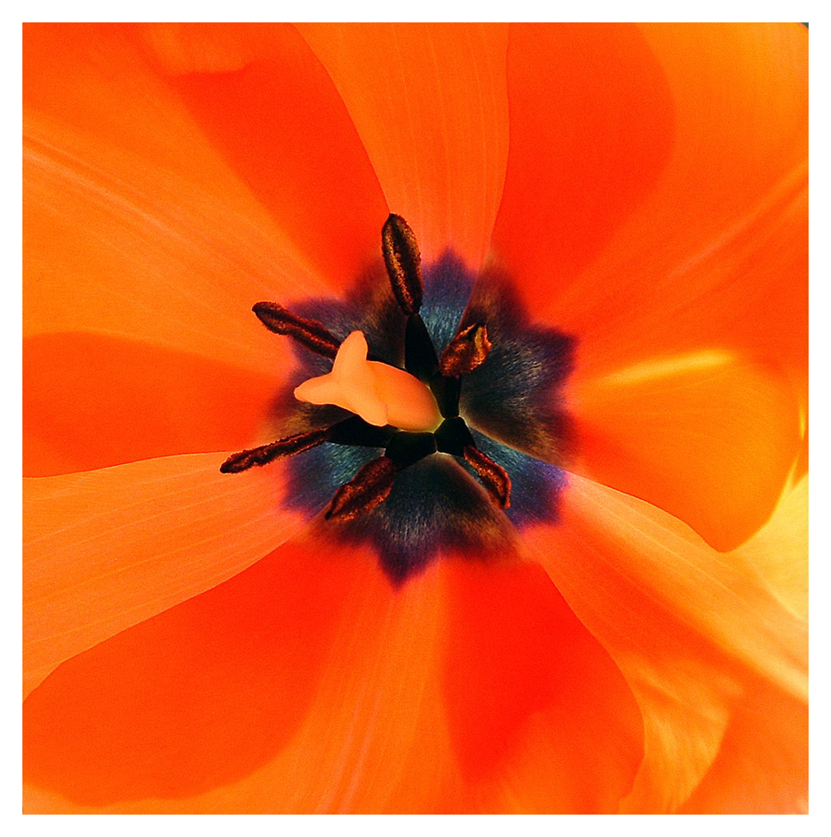 Under the Tulip Big Top