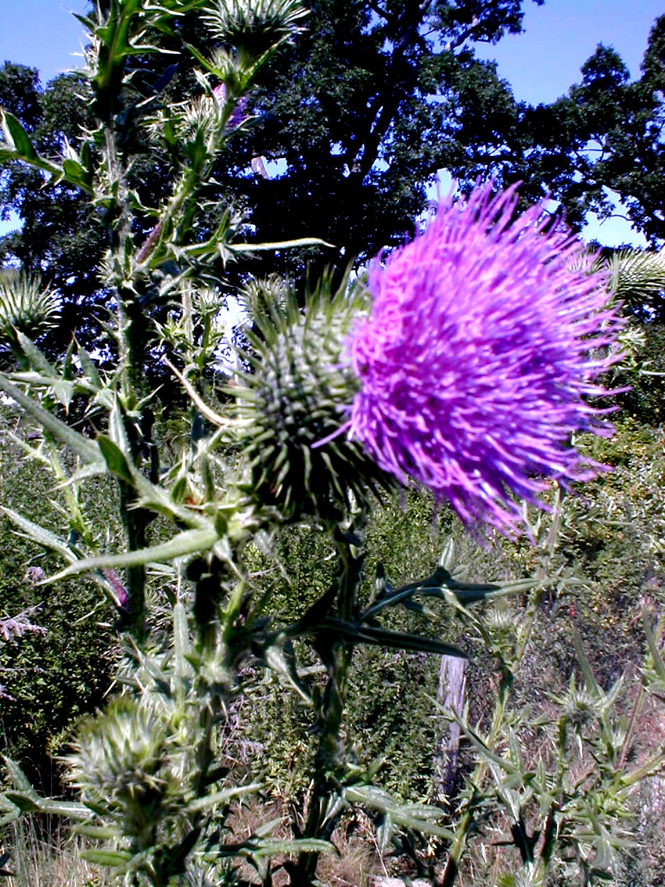 Purple Thistle