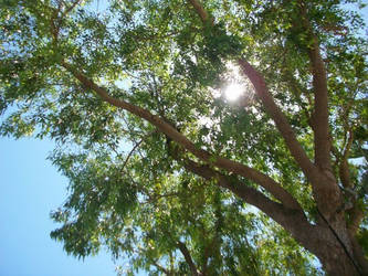 Tree and a doze of sunshine