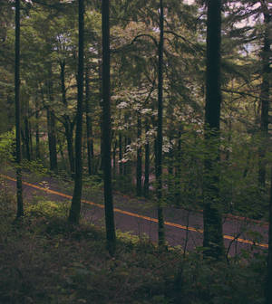 Forest Road