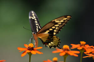 Big Butterfly (Giant Swallowtail)