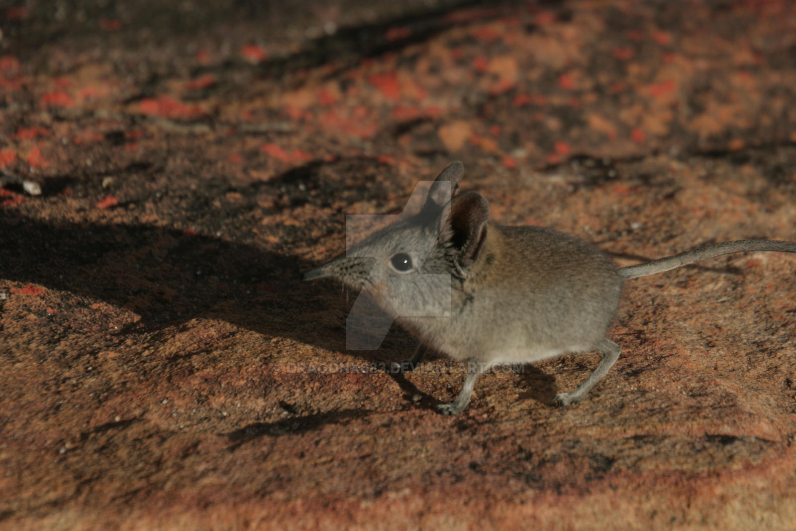 Elephant Shrew