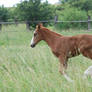 Foal 1