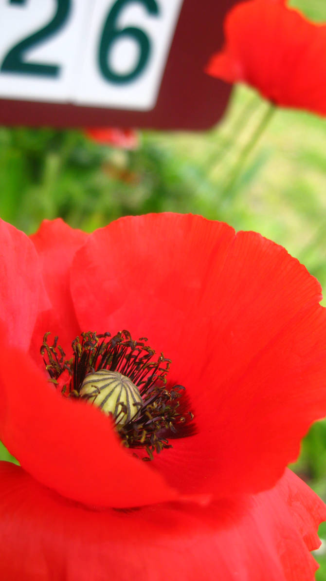 Poppy For Posts poppy at the post box by splashart on DeviantArt
