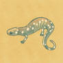 Spotted Salamander