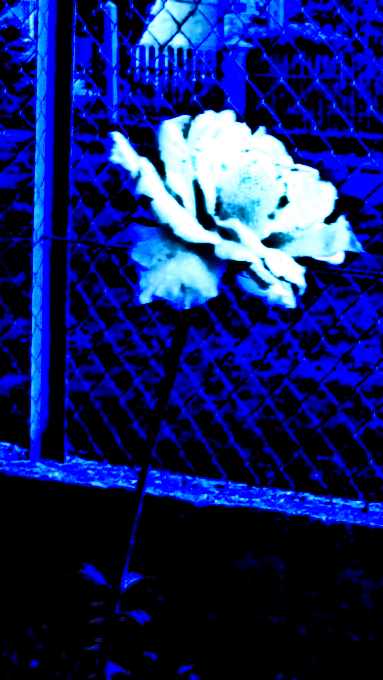 Blue flower