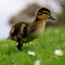 Duckling 2