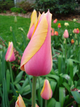 Tulip