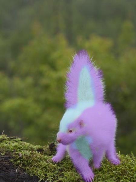 skunk as a real skunk by spongycraz on DeviantArt skunk as a real skunk by spongycraz on DeviantArt