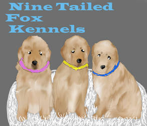 NTF Golden Retriever Pups Are Here!