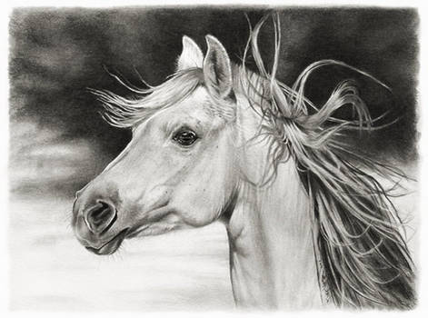 Horse art SideLong