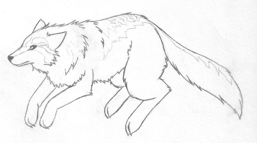 Wolf sketch