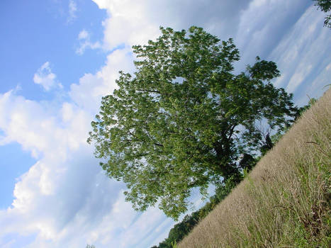 black walnut tree