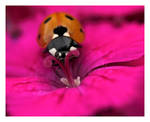 Ladybird by Epyon666