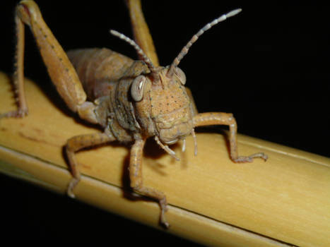 error grasshopper
