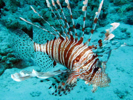 red sea Lion Fish