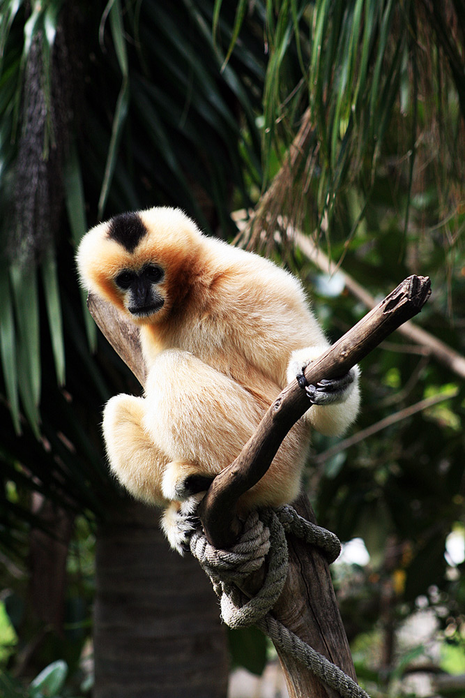 White Gibbon