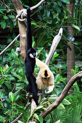 Gibbon Pair