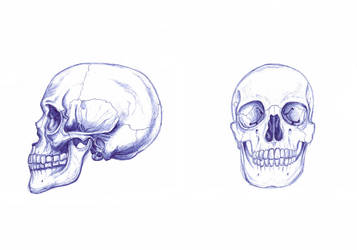 Cranial structure