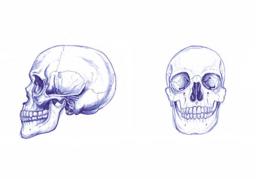 Cranial structure