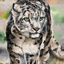 Amelia the Snow Leopard. (Acrylic)