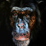 Darwin the Chimpanzee