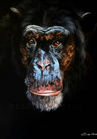 Darwin the Chimpanzee