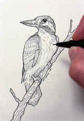 Kingfisher in Ink