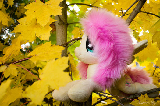 A Floofy Fluttershy Enjoying the Fall Colors