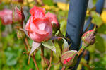 Pinkish Rose