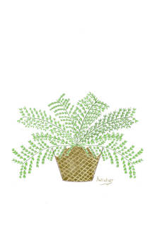 fern