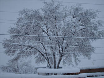 Branches and Lines