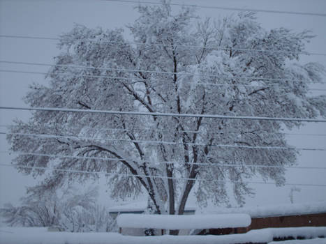 Branches and Lines