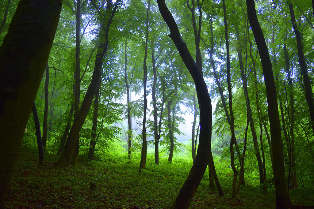 When nature awakens by DavidMnr on DeviantArt