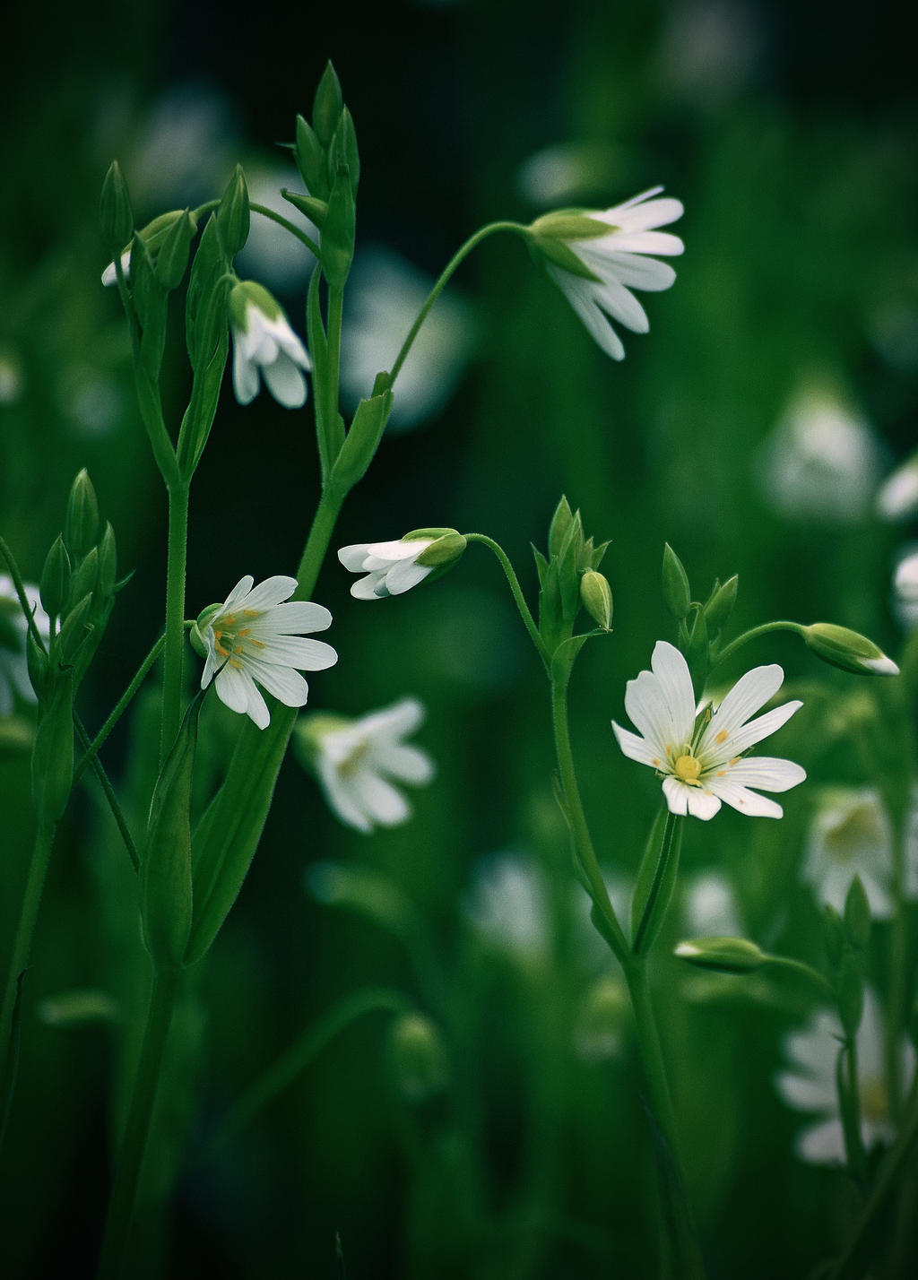 Petites fleurs