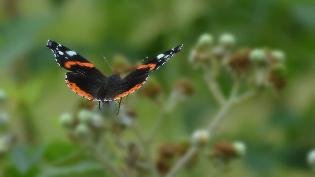 Libre comme l'air